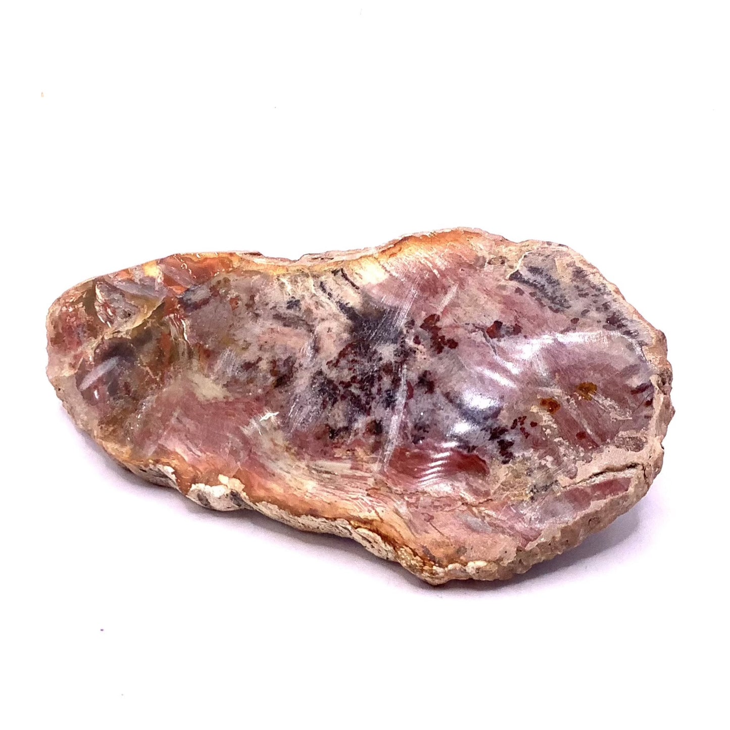 Petrified Wood Slab