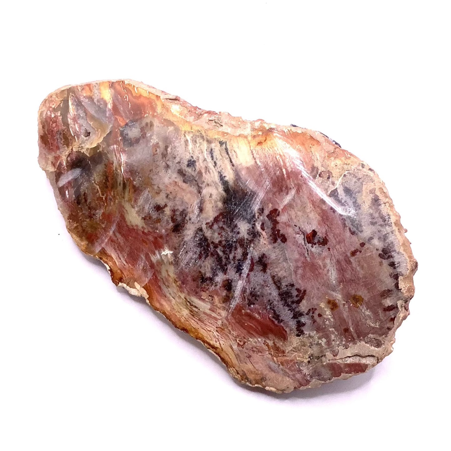 Petrified Wood Slab