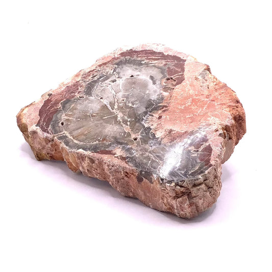 Petrified Wood Slab