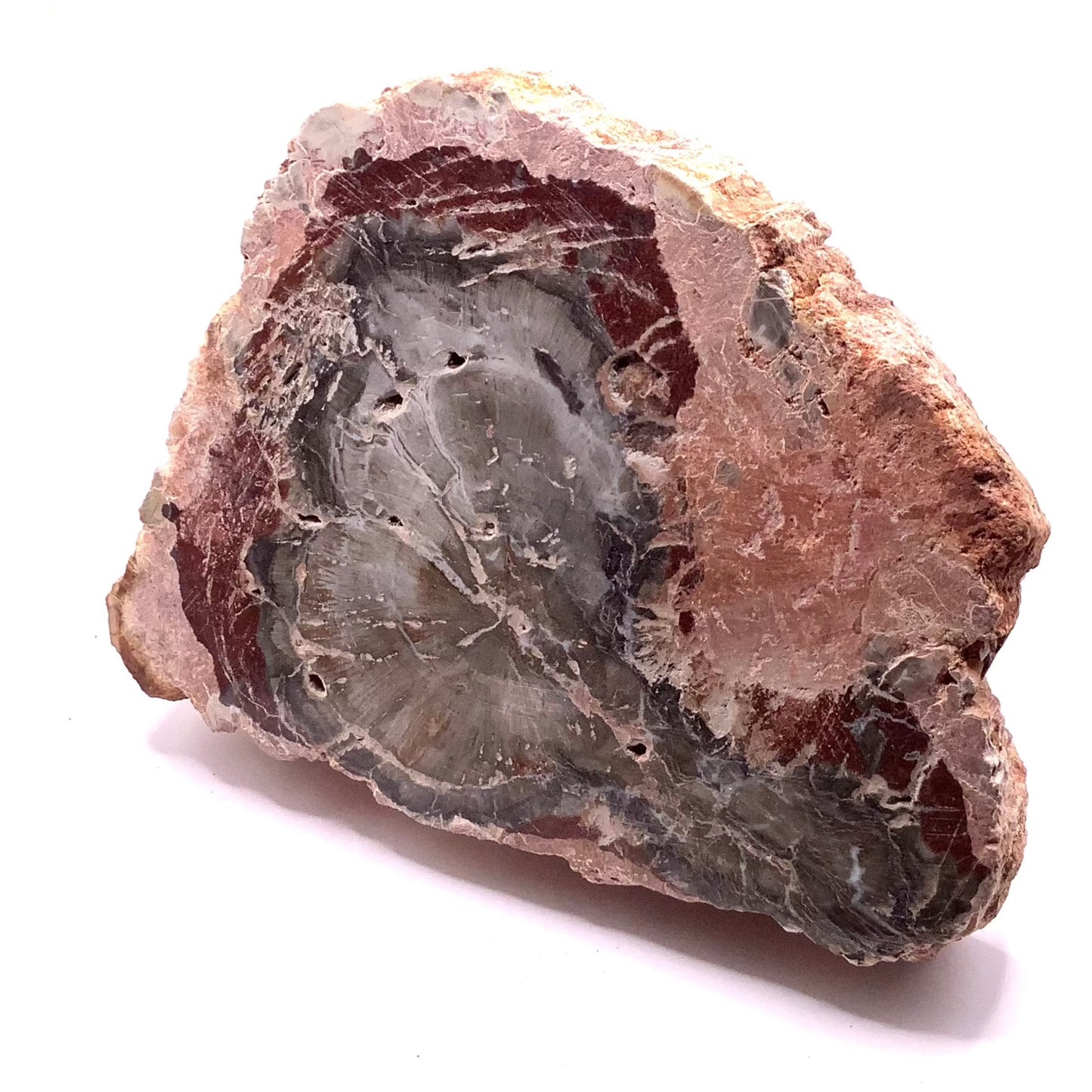 Petrified Wood Slab