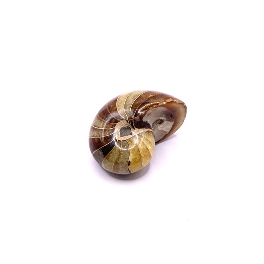 Ammolite
