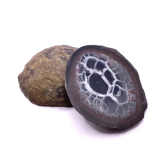 Septarium Specimen